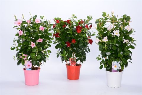 Mandevilla RIO MIX