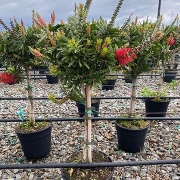 Callistemon viminalis 'Captain Cook'