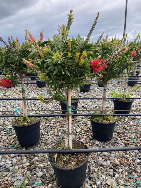 Callistemon viminalis 'Captain Cook'
