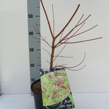 Acer palmatum 'Seiryu'