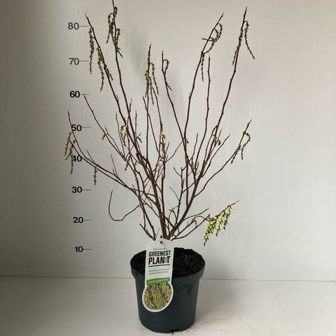 Stachyurus chinensis 'Celina'