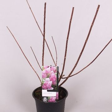 Hydrangea paniculata VANILLE FRAISE