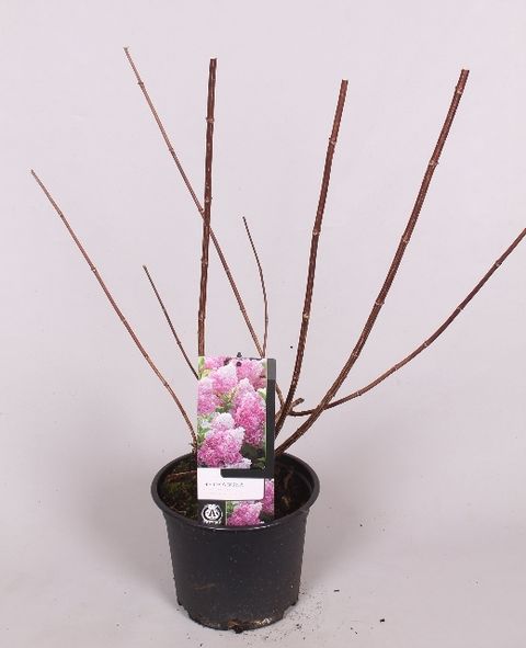 Hydrangea paniculata VANILLE FRAISE