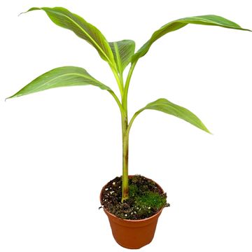 Musa acuminata 'Siam Ruby'