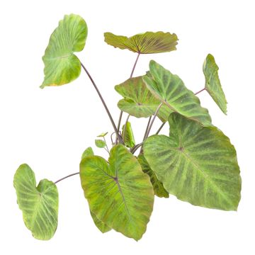 Colocasia 'Maximus Gigante'