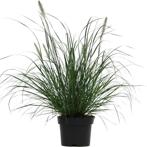 Pennisetum alopecuroides 'Little Bunny' — Plant Wholesale FlorAccess