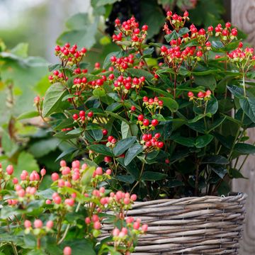 Hypericum MIRACLE ATTRACTION