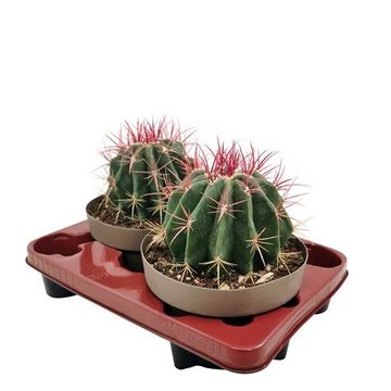 Ferocactus stainesii pilosus