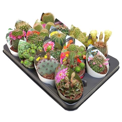 Cactus MIX