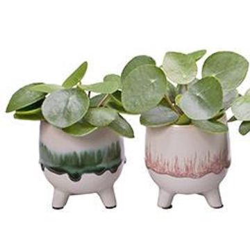 Pilea peperomioides