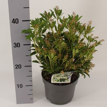 Pieris japonica 'Purity'