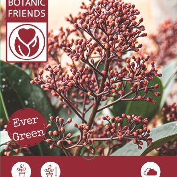 Skimmia japonica 'Rubella'
