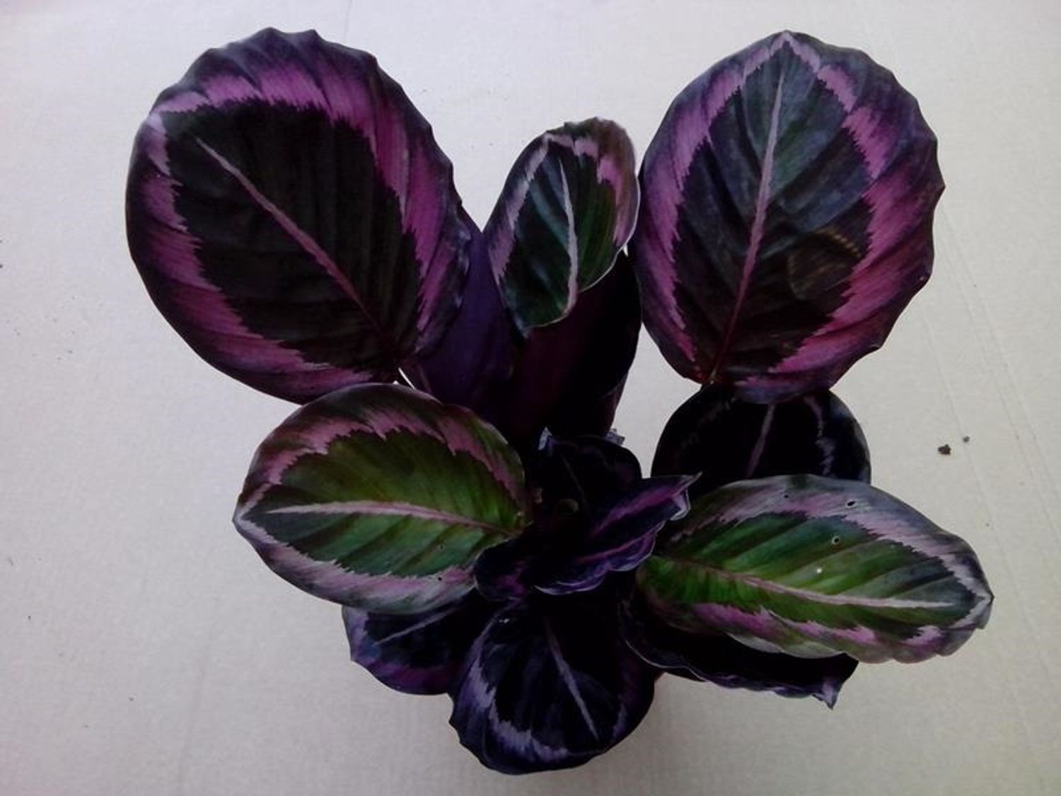 Calathea roseopicta 'Princess Jessie' — Plant Wholesale FlorAccess