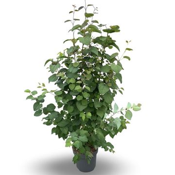 Cercidiphyllum japonicum