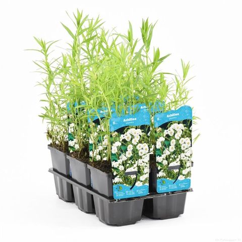 Achillea ptarmica