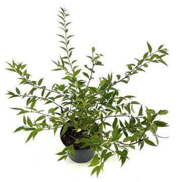 Deutzia purpurascens 'Kalmiiflora'