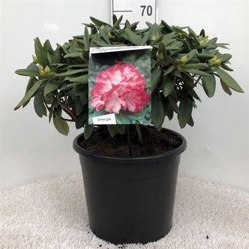 Rhododendron 'Фантастика'