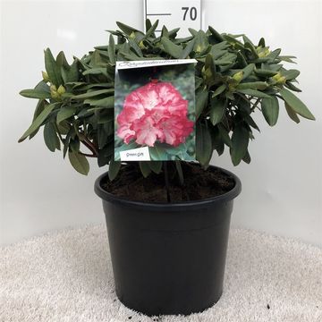 Rhododendron 'Фантастика' (Y)