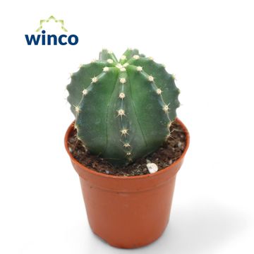 Echinocereus coccineus inermis