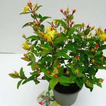 Hypericum x inodorum HYPEARL MIX