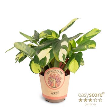 Ctenanthe lubbersiana 'Golden Mosaic'