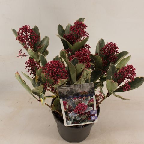 Skimmia japonica 'Perosa'