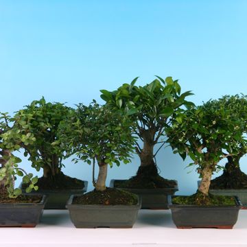 Bonsai MIX