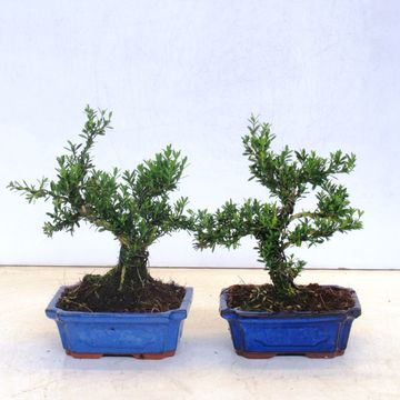 Buxus harlandii