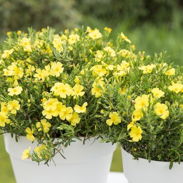 Halimium 'April Sun'