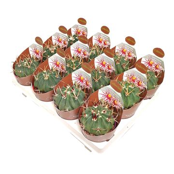 Stenocactus coptonogonus