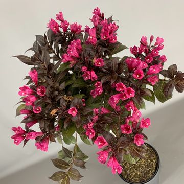 Weigela florida MINOR BLACK