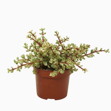 Portulacaria afra 'Variegata'