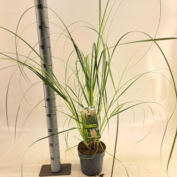 Cortaderia selloana 'Evita'