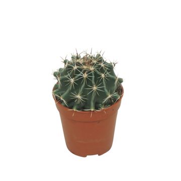 Ferocactus hamatacanthus