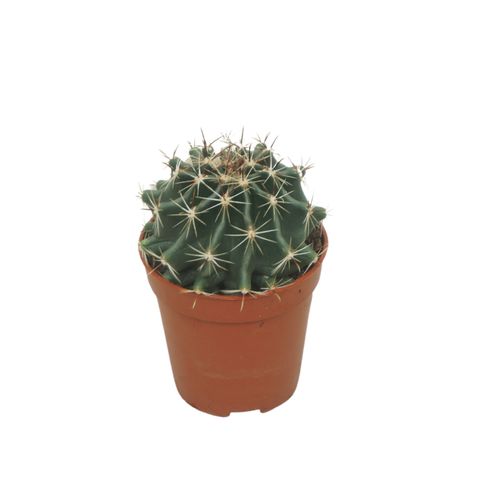 Ferocactus hamatacanthus