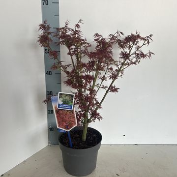 Acer palmatum 'Jerre Schwartz'