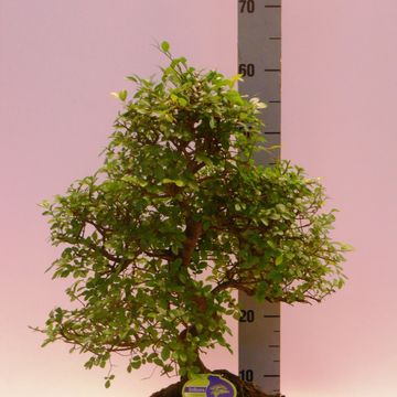 Zelkova serrata