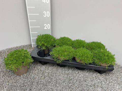 Sagina subulata