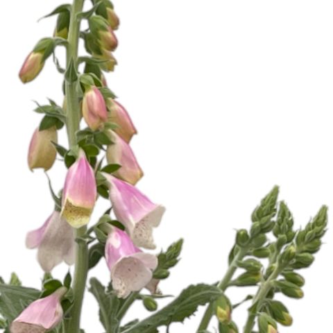 Digitalis purpurea LUCAS SILVER