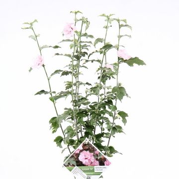 Hibiscus syriacus SUGAR TIP