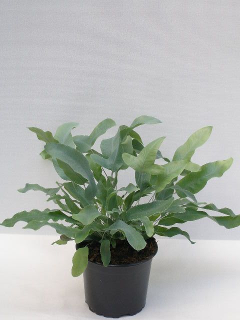 Phlebodium aureum 'Блю Стар'