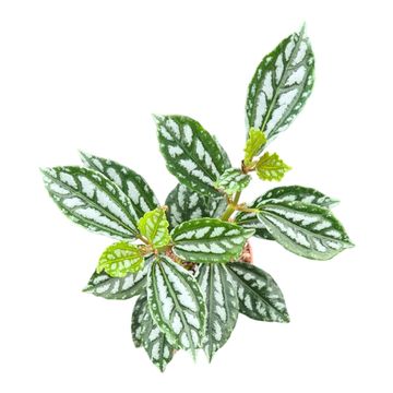 Pilea cadierei