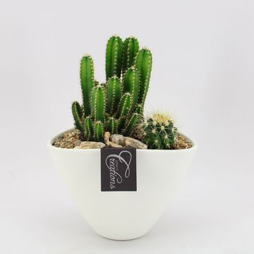 Arreglo  Cactus Essentials