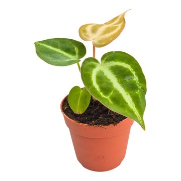 Anthurium crystallinum 'Dorayaki'