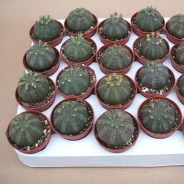 Euphorbia obesa