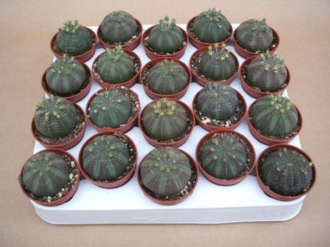 Euphorbia obesa