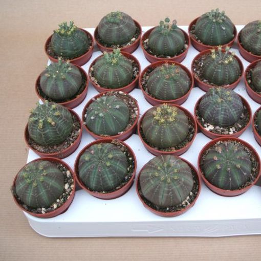 Euphorbia obesa