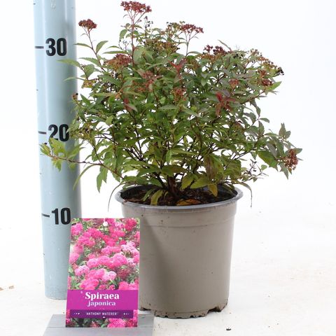 Spiraea japonica 'Anthony Waterer'