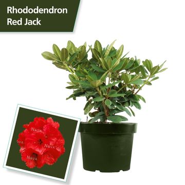 Rhododendron 'Red Jack'