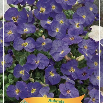 Aubrieta gracilis 'Kitte Blue'